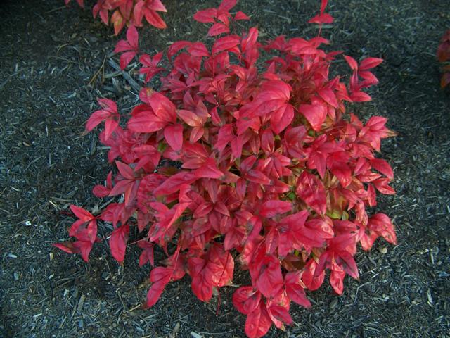 Picture of Nandina domestica  Heavenly Bamboo