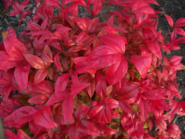 Nandina domestica Nandina.Firepower.foliage(Small).JPG