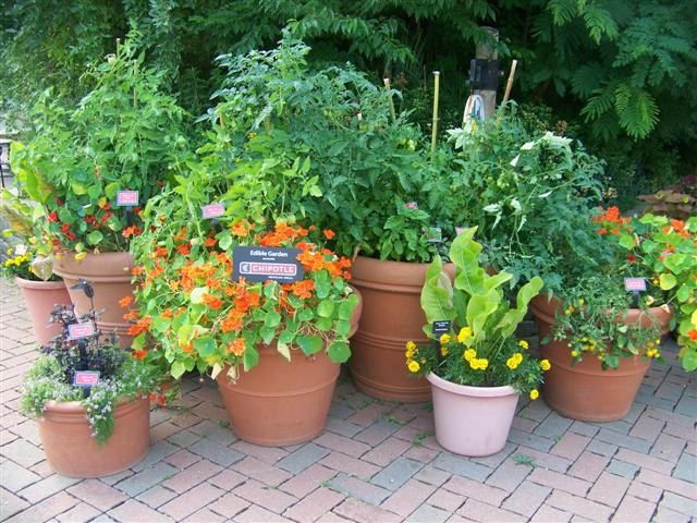 Picture of Tropaeolum%20spp%20%20Nasturtium