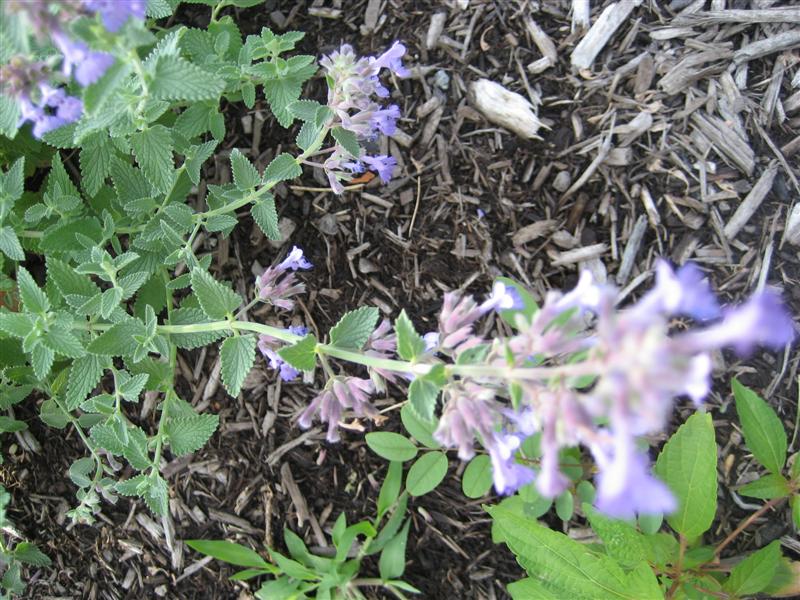 Nepeta x faassenii Nepeta_faassenii_flower.JPG