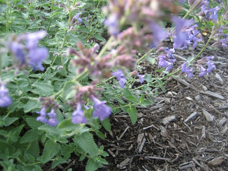 Nepeta x faassenii Nepeta_faassenii_plant.JPG