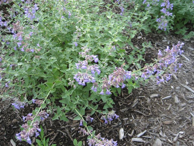 Nepeta x faassenii Nepeta_faassenii_plant_flower.JPG