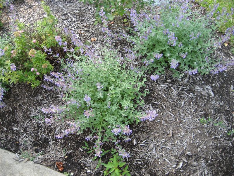 Nepeta x faassenii Nepeta_faassenii_two_plants.JPG