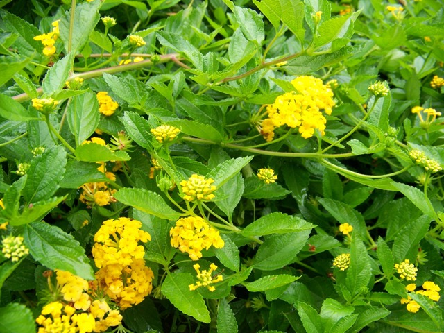 Picture of Lantana%20camara%20New%20Gold