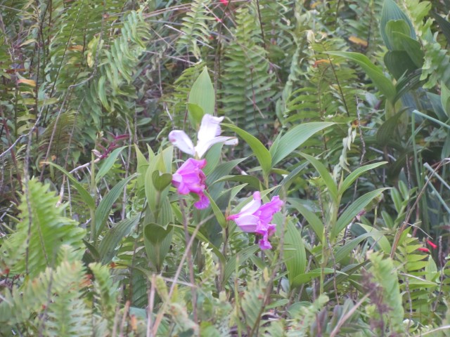 Epidendrum radicans NicaraguaPromiseOfAManOrchid1.JPG