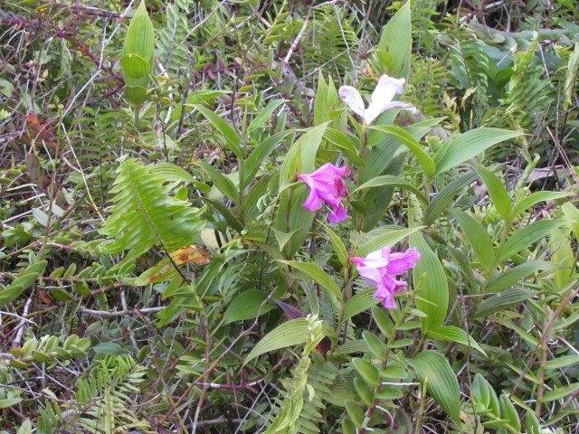 Epidendrum radicans NicaraguaPromiseOfAManOrchid2.JPG