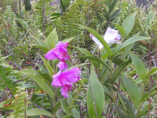 Epidendrum radicans NicaraguaPromiseOfAManOrchid3.JPG