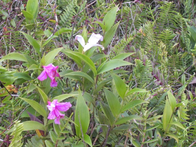 Epidendrum radicans NicaraguaPromiseOfAManOrchid4.JPG