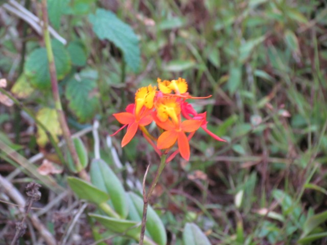 Epidendrum radicans NicaraguaSpanishFlagOrchid4.JPG