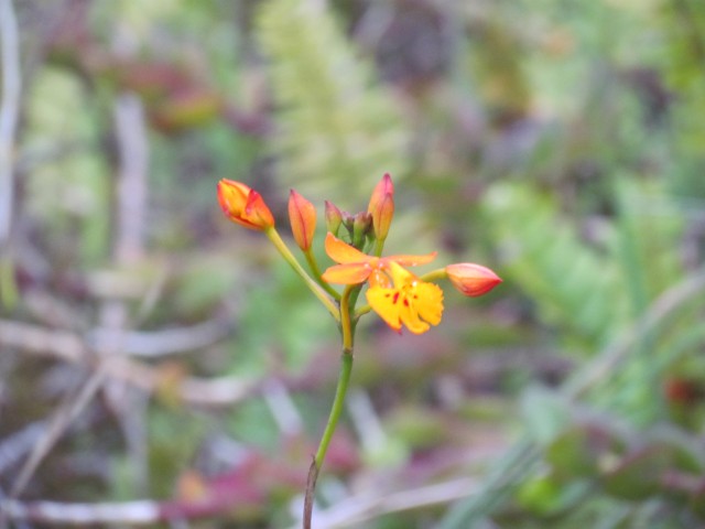 Epidendrum radicans NicaraguaSpanishFlagOrchid7.JPG