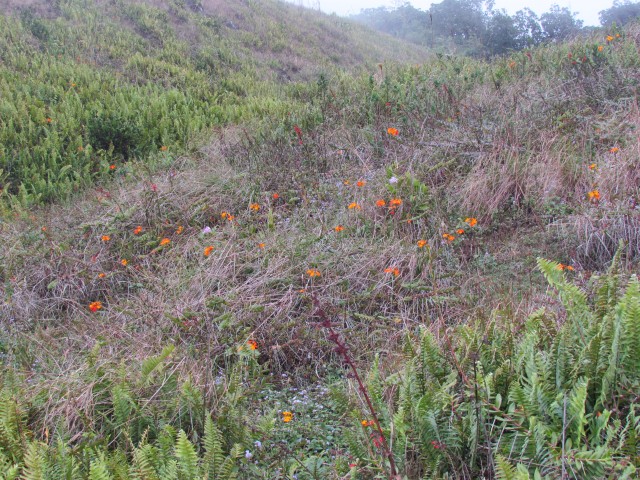 Epidendrum radicans NicaraguaSpanishFlagOrchid9.JPG