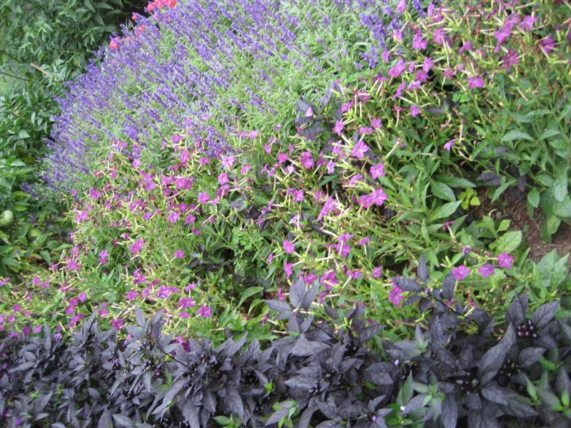 Nicotiana alata Nicotania_alata_far.JPG