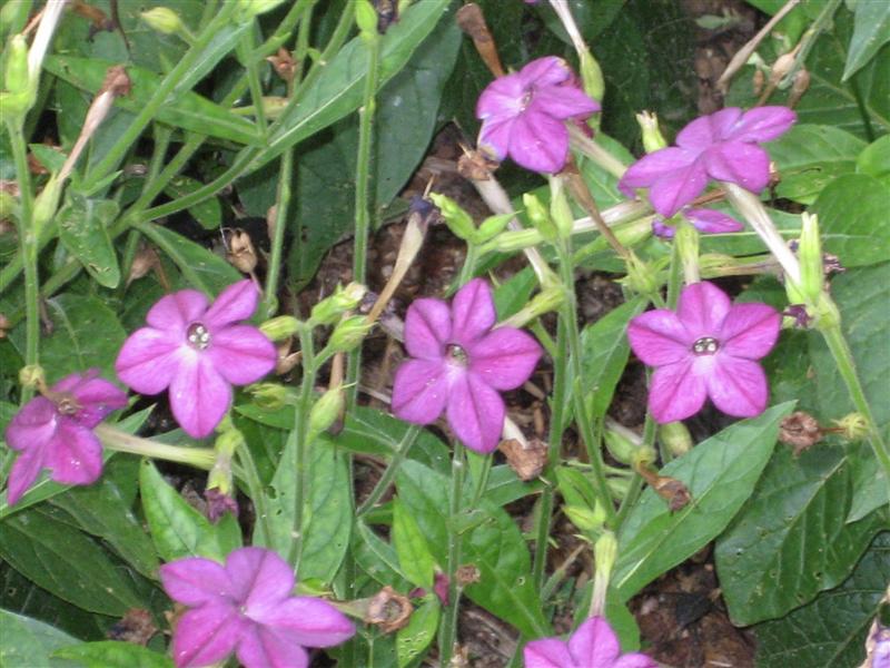 Nicotiana alata Nicotania_alata_flowers.JPG