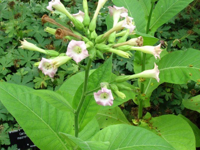 Nicotiana tobacum NicotianaTabacumFlower.JPG