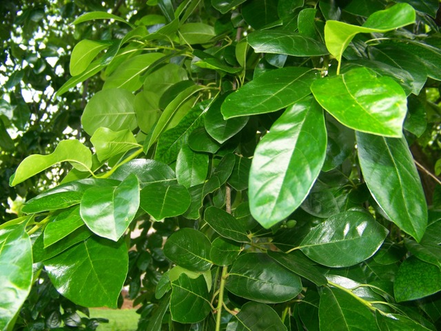 Picture of Nyssa sylvatica 'Penwood Weeper' Weeping Black Gum