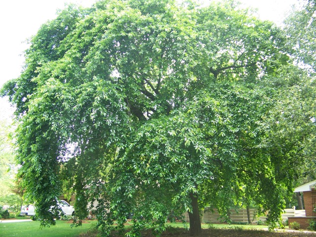 Picture of Nyssa sylvatica 'Penwood Weeper' Weeping Black Gum