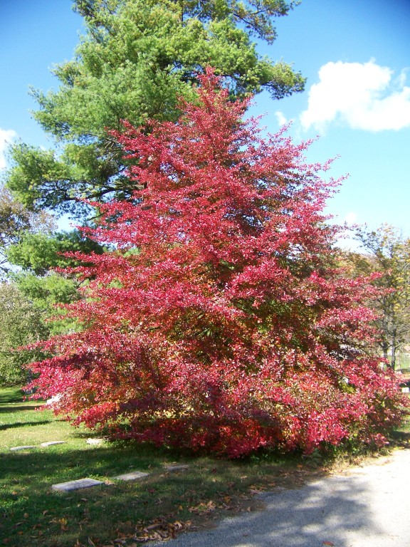 Picture of Nyssa sylvatica  Black Gum