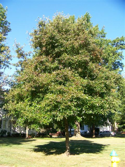 Picture of Nyssa sylvatica  Black Gum