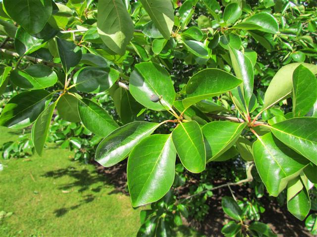 Nyssa sylvatica NyssaSylvaticaPepperidgeKewLeaves.JPG