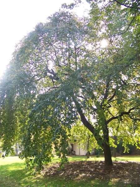 Picture of Nyssa sylvatica 'Penwood Weeper' Weeping Black Gum