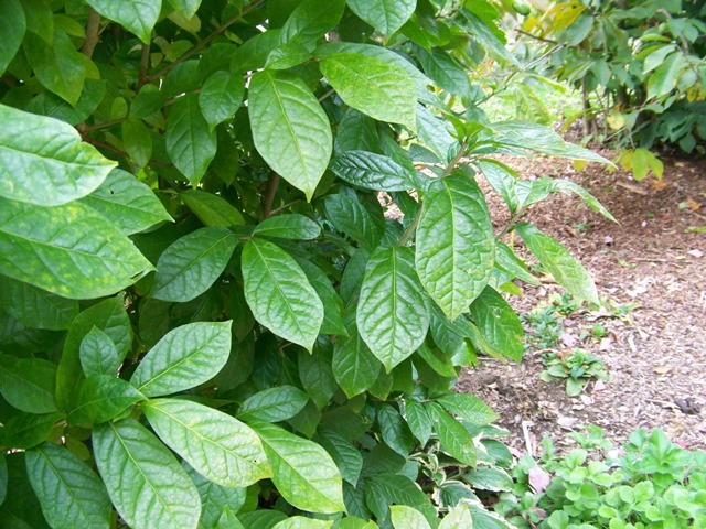 Picture of Orixa japonica  Japanese Orixa