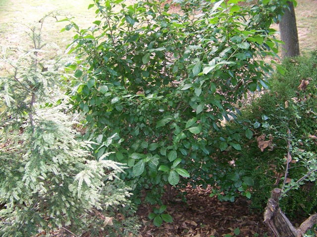 Picture of Orixa japonica  Japanese Orixa