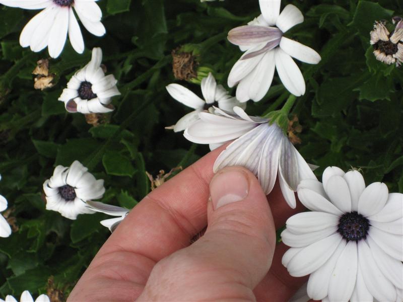 Osteopermum  Osteospermum_back_flower.JPG