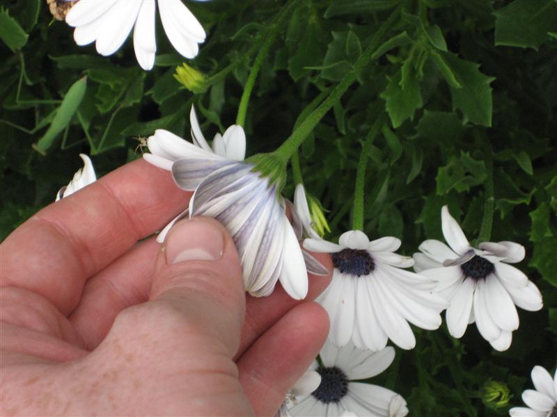 Osteopermum  Osteospermum_back_petal.JPG