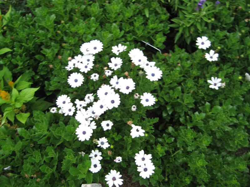 Osteopermum  Osteospermum_plant.JPG