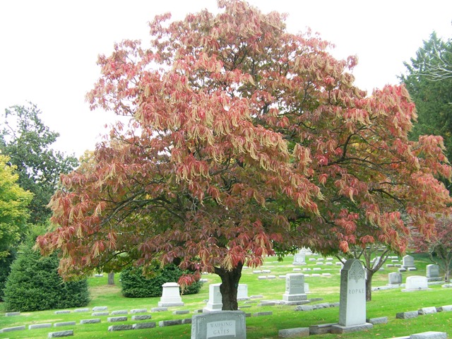 Oxydendrum arboreum Oxydendrum.arboreum.CH.JPG