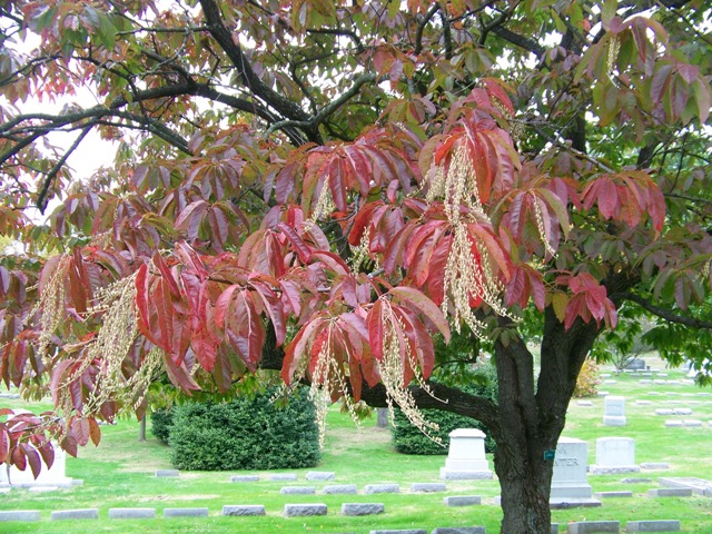 Oxydendrum arboreum Oxydendrum.arboreum.fc.CH.JPG