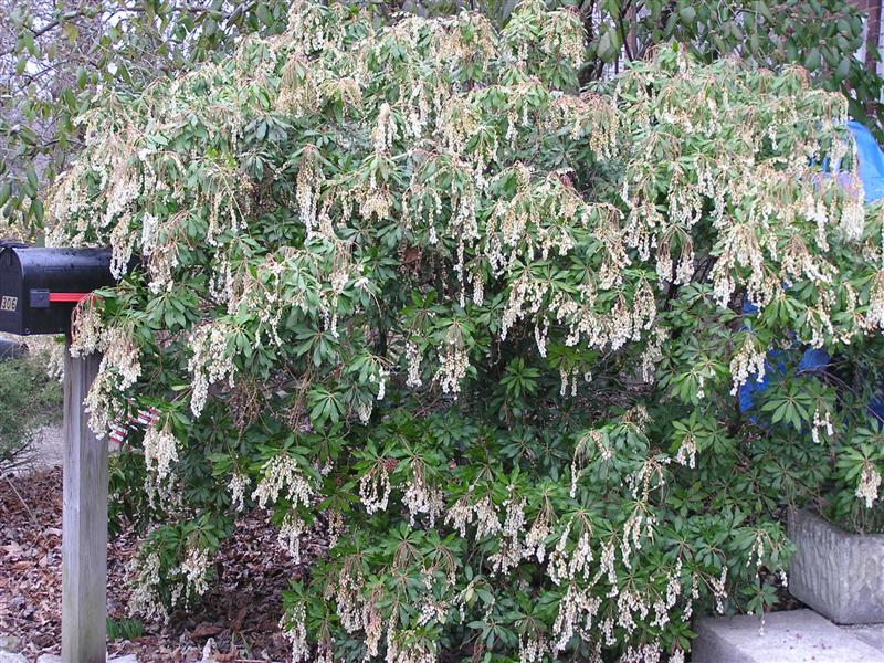 Picture of Pieris japonica  Japanese Pieris