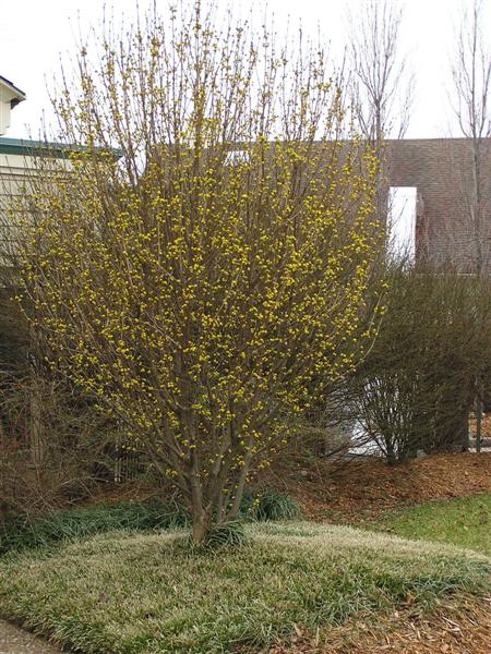 Picture of Cornus mas 'Golden Glory' Golden Glory Cornelian Cherry