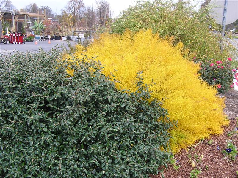 Picture of Viburnum x 'Conoy' Conoy Viburnum