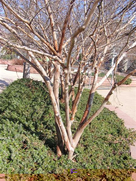 Picture of Lagerstroemia  'Natchez' Natchez Crapemyrtle