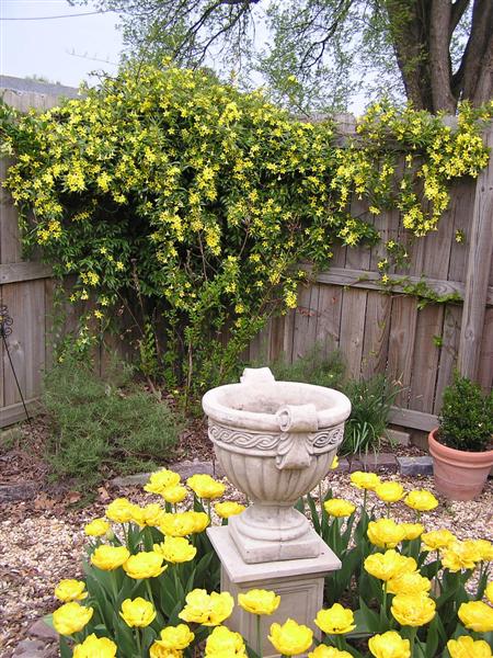 Picture of Gelsemium sempervirens  Carolina Yellow Jessamine