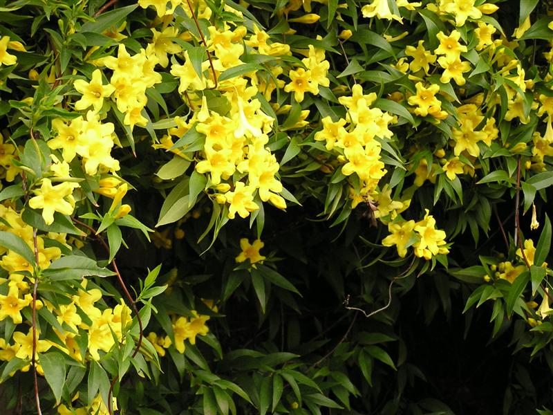 Picture of Gelsemium sempervirens  Carolina Yellow Jessamine