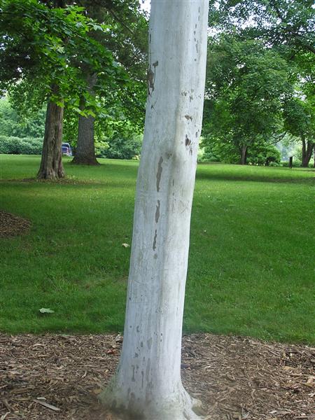 Picture of Platanus x acerifolia 'Suttneri' Suttneri Planetree