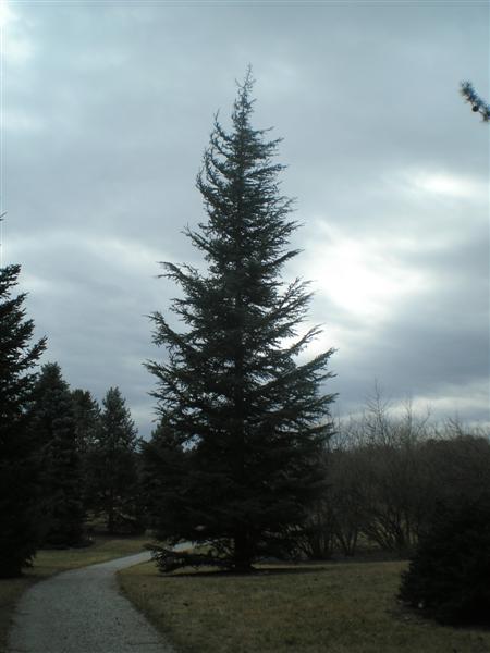 Cedrus libani var. stenocoma PC070281(Medium).JPG