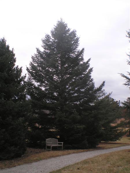 Picture of Abies holophylla  Manchurian Fir or Needle Fir