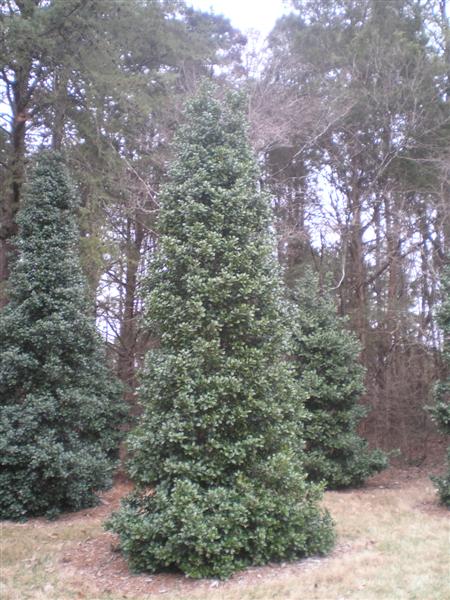 Picture of Ilex x 'Adonis' Adonis Holly