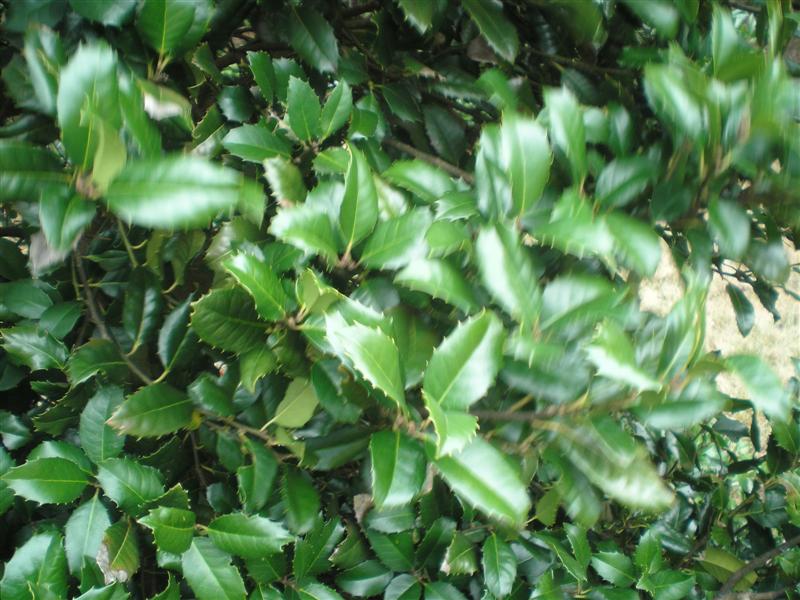 Picture of Ilex x 'Adonis' Adonis Holly