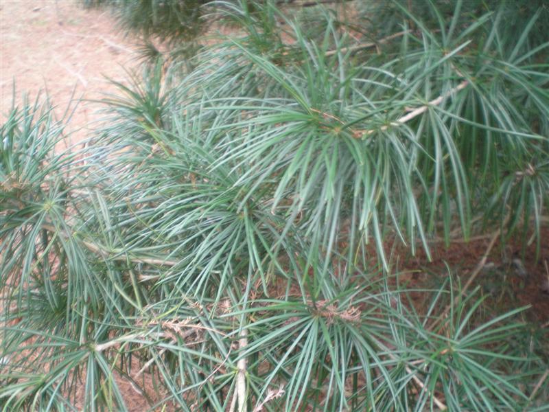 Picture of Sciadopitys verticillata  Japanese Umbrella Pine