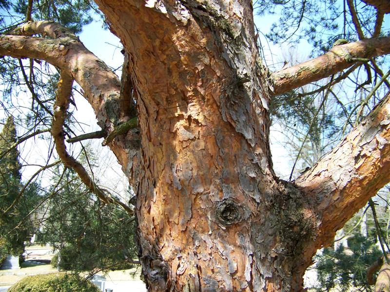 Picture of Pinus sylvestris  Scots Pine