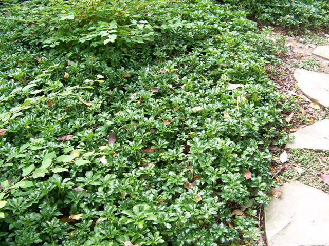 Picture of Pachysandra terminalis 'Green Sheen' Green Sheen Japanese Spurge