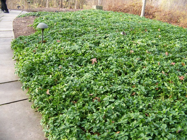 Picture of Pachysandra terminalis  Pachysandra, Japanese Spurge