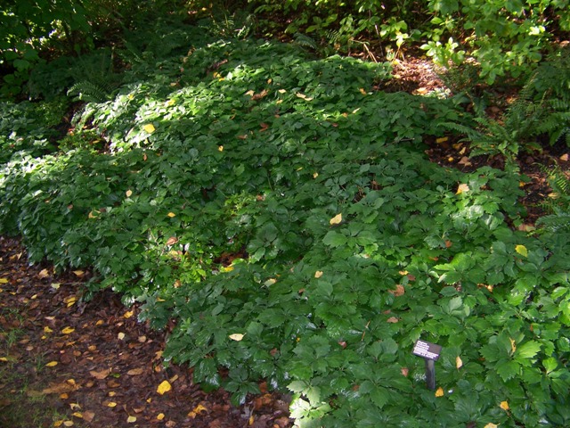 Picture of Pachysandra procumbens  Alleghany Spurge