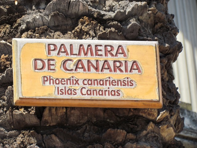 Phoenix canariensis PalmeraDeCanariaSantiagoSign.JPG