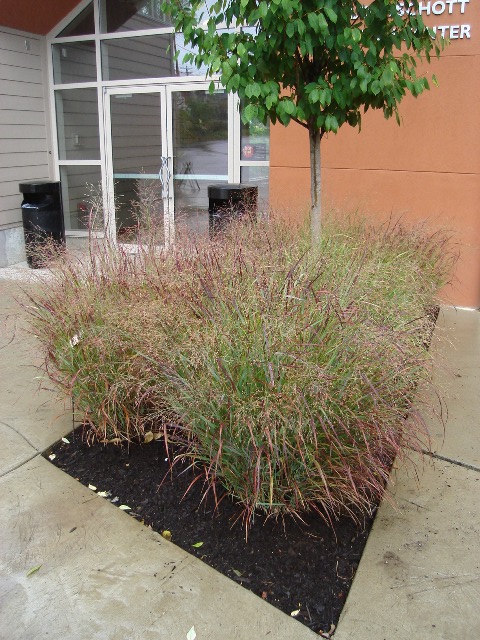 Picture of Panicum virgatum 'Shenandoah' Shenandoah Switch Grass