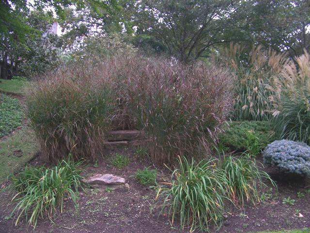 Picture of Panicum virgatum 'Shenandoah' Shenandoah Switch Grass